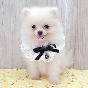Pomeranian
