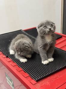 bsh