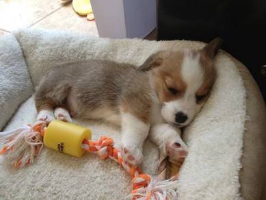 Smol Corgi Cute Fluffy Butt Puppy Dog