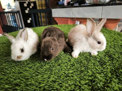 rabbit arnab mix2