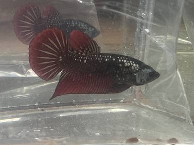 Imbellis Hybrid Ikan laga Betta