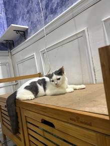 BSH for rehome