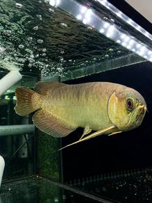 Green Arowana