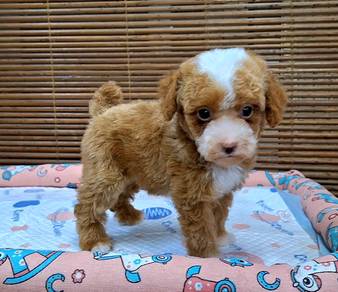 Parti Poodle Puppy 