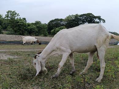 Kambing Betina 