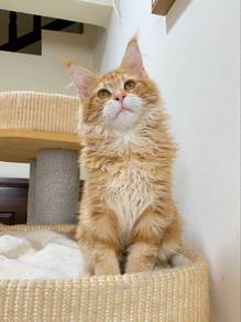Red Tabby Maine Coon