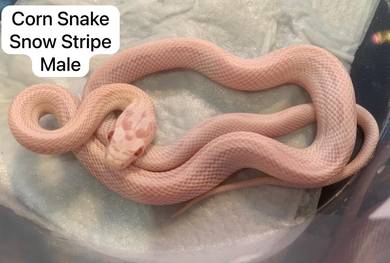Corn Snake Snow Untuk Dijual !!
