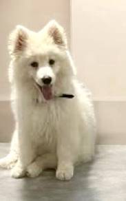 Pom spitz puppy