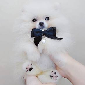 Pomeranian