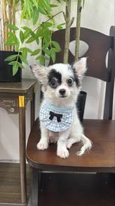 Special Marking Male Chihuahua Puppy M3