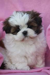 G8654 Irresistible Shih Tzu Fluffy Baby Face Puppy