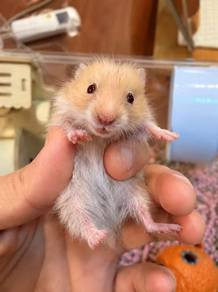 Long Hair Syrian Hamster (Orange Cream White)