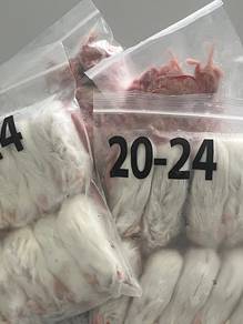 frozen adult mice