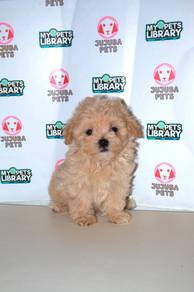 C22 Fluffy Maltipoo Dog