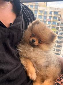 Mini Pomeranian