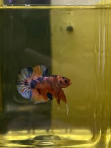 Betta fish