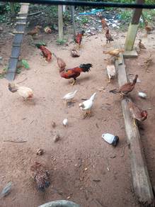 ayam kampung asli 