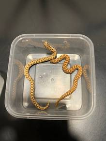 hognose snake