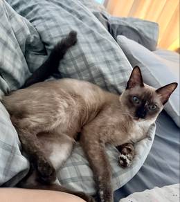 Three-month-old Siamese kitten