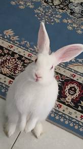rabbit mix nz