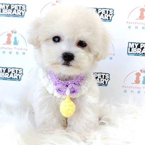Bichon Frise