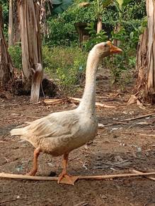 angsa betina