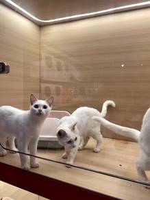 Domestic Short Hair