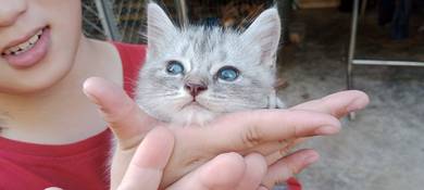 Male grey marble kitten 