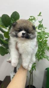 博美女
Pomeranian 
Female 
F-392
Dob : 10-05-26