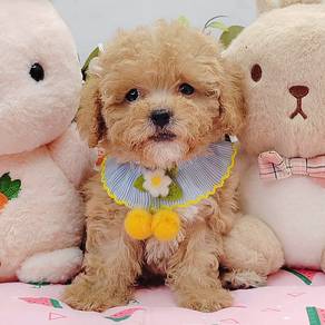 Poodle