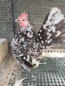 serama betina 