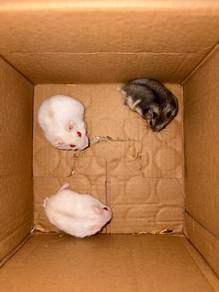 Winter White Hamster (B1F1)
