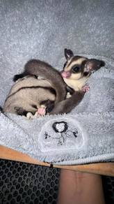Sugar Glider X2 (MALE)