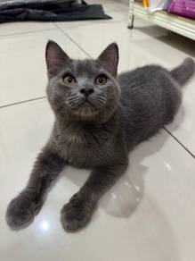 bsh male