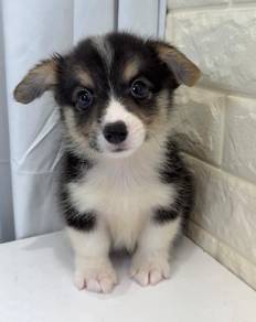 J0478 Corgi Little Loaf Puppy