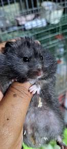 Hamster to let go!!!