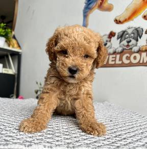 Cute & adorable Toy Poodle puppies available!