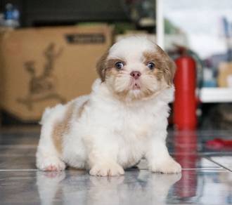 SHIH TZU PUPPIES A372🌻 Small Dog Available Girl