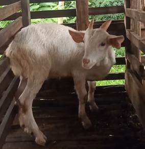 Anak Kambing Saanen Jantan.