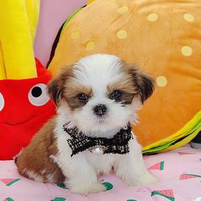 Shih Tzu
