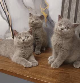 British Shorthair 