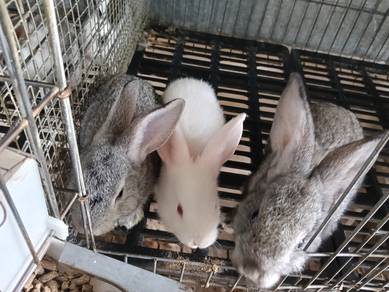 Arnab pedaging Chinchilla dan NZW 