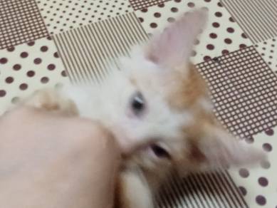 mushkin 
