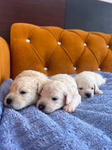 Bichon Frize