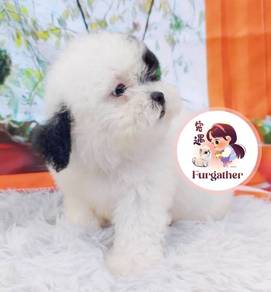 Maltipoo