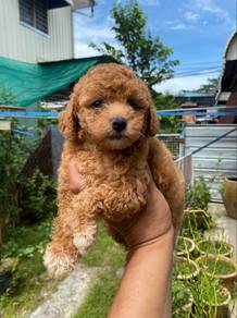 poodle