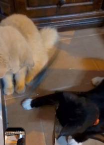 kucing BLH boyen & KG atam