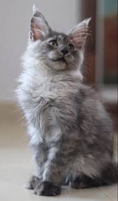 Silver Smoke Maine Coon