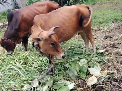 Lembu untuk dijual..