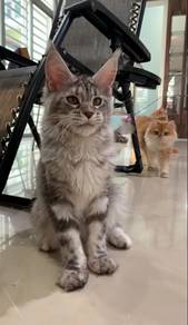 Maincoon Sliver tabby